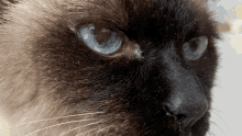 a close up of a siamese cat 's blue eyes