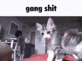Gang Shit Cat GIF - Gang Shit Cat GIFs