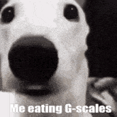 Grogneck G-scales GIF - Grogneck G-scales G-scale GIFs