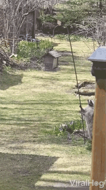 climb up viralhog crawl up seed feeder raccoon