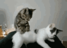 Cat Massage GIF - Cat Massage Funny Animals GIFs