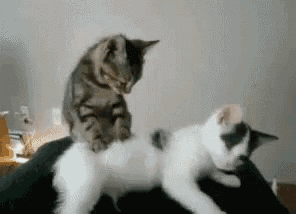 Cat Massage GIF - Cat Massage Funny Animals - Discover & Share GIFs