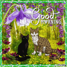 a picture of two cats with the words good morning written on it