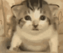 Look What Have You Done GIF - Look What Have You Done GIFs