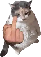 a gray and white cat with a person 's middle finger in front of it