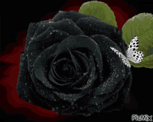 Black Rose Butterfly GIF - Black Rose Butterfly Wings Fluttering GIFs