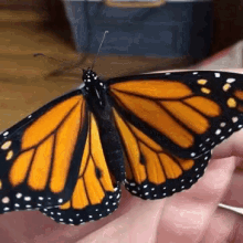 Butterfly Butterflies GIF - Butterfly Butterflies Bugs GIFs