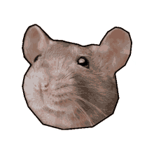 raton rataldo