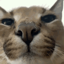a close up of a cat 's face with a white background .