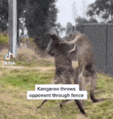 Kangaroo Throws Kangaroo Fence Newtmasbrainrot The Hunger Games GIF