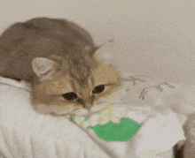 GIF