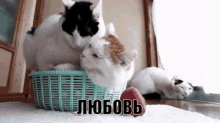 любовь кошки лежат в обнимку целуются GIF - Love Cats Hugging GIFs