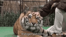 Tigeryo Itstigeryotoons GIF - Tigeryo Itstigeryotoons Tiger GIFs