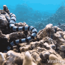 sea krait viralhog undersea underwater life
