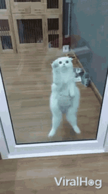 Cat Viralhog GIF - Cat Viralhog Pet GIFs