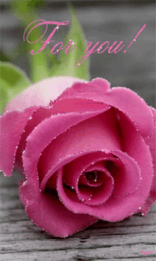 Pinks Pink Rose5 GIF - Pinks Pink Rose5 GIFs