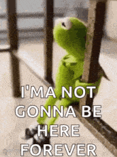 kermit the frog is sitting on a railing and saying `` i 'm not gonna be here forever ''