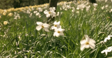 Sway GIF - Flowers Pretty Sway GIFs