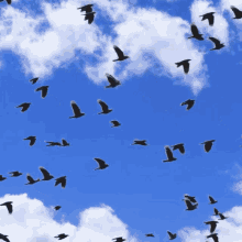 Crow Pro Crows GIF - Crow Pro Crows Flying GIFs