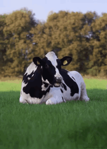 Yum GIF - Cowcow Cows Chew GIFs