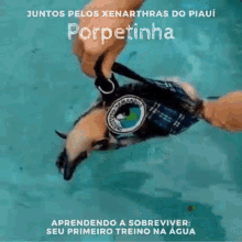 a person is holding a small animal in a swimming pool that says porpetinha on it
