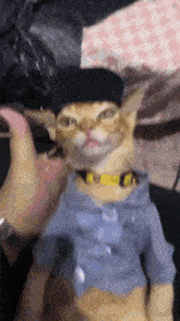 a cat wearing a hat and a shirt is being held by a person