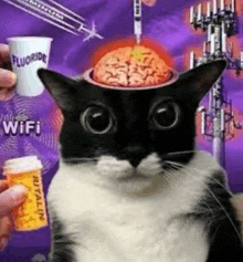 a black and white cat with a brain in its head and a cup of fluoride .