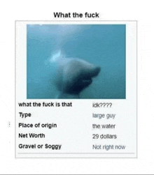 What Shark GIF - What Shark Meme GIFs