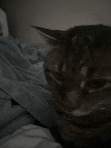 Churro Cat GIF