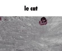 Cat Lecat GIF - Cat Lecat Snow GIFs