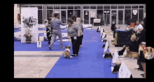 Happy Viki Violeta Dance GIF - Happy Viki Violeta Dance Dog GIFs