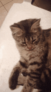 Soso Cat GIF - Soso Cat Cutie GIFs