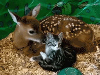 Deer Cat GIF - Deer Cat - Discover & Share GIFs