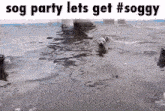 a group of seals are swimming in the water and the caption says sog party lets get #soggy