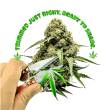 a person is trimming a marijuana plant with the words trimmed just right ready to share around it
