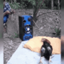 a rooster is sitting on a bed next to a speaker .