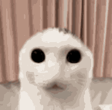 a close up of a white cat 's face with black eyes looking at the camera .