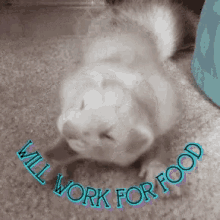 Will Work For Food Ferret GIF - Will Work For Food Ferret Cute GIFs