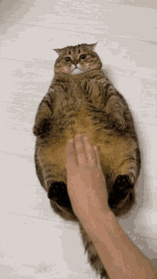 a person 's hand is petting a cat 's belly on the floor