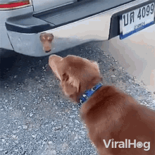 Dog Barks At Its Reflection Viralhog GIF - Dog Barks At Its Reflection Viralhog Dog Is Curious At Its Reflection GIFs