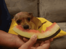Chihuahua Dog GIF - Chihuahua Dog Watermelon GIFs