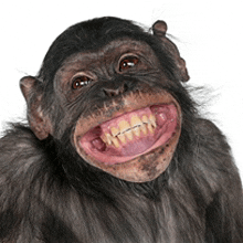 a chimpanzee with braces on its teeth is smiling for the camera