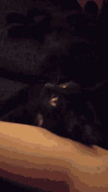 Black Cat GIF - Black Cat Eye GIFs