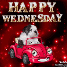 happy wednesday dog cute driving