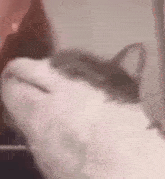 a close up of a cat 's head with its mouth open .
