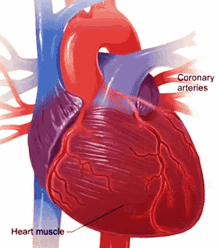 heartbeat arteries