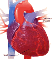 Corona Arteries Heart Muscle Sticker