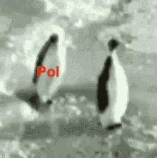 Callapol Callapolpenguin GIF - Callapol Callapolpenguin Penguinpol GIFs