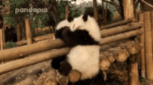 Panda Push GIF - Panda Push GIFs