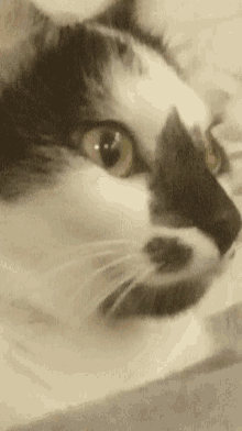Stare Cat GIF - Stare Cat Bingu GIFs